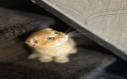 Scottish Fold cats for sale: Pure Scottish kittens in hull - Image 6