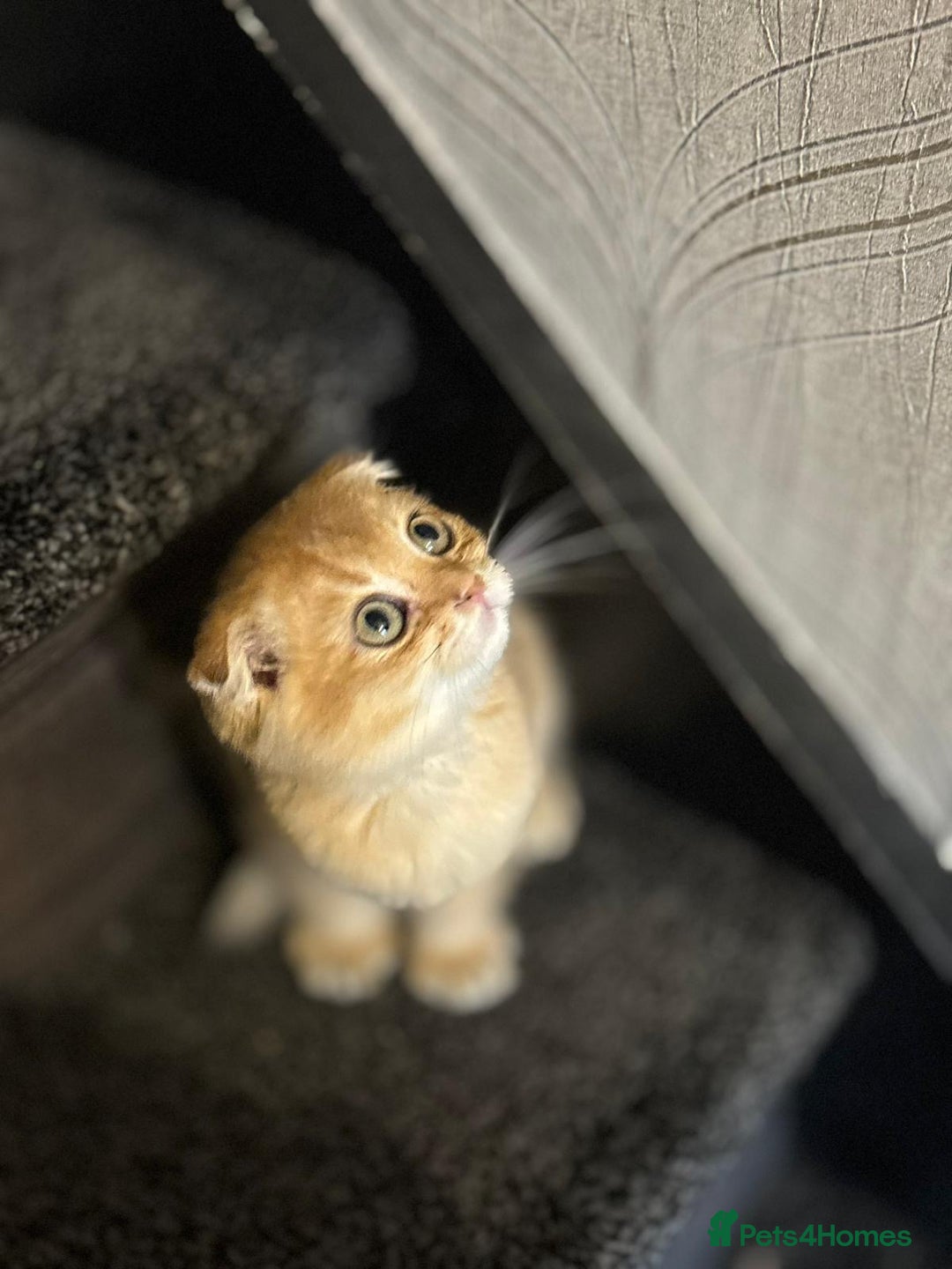 Scottish Fold cats for sale: Pure Scottish kittens in hull - Image 6