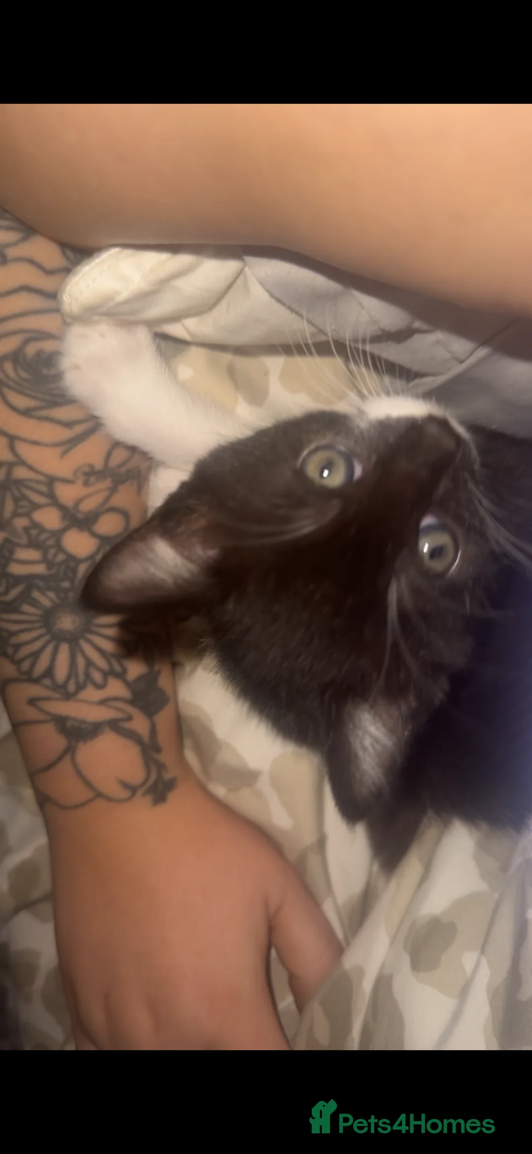 Mixed Breed cats for sale: Tuxedo ghost tabby  - Advert 5