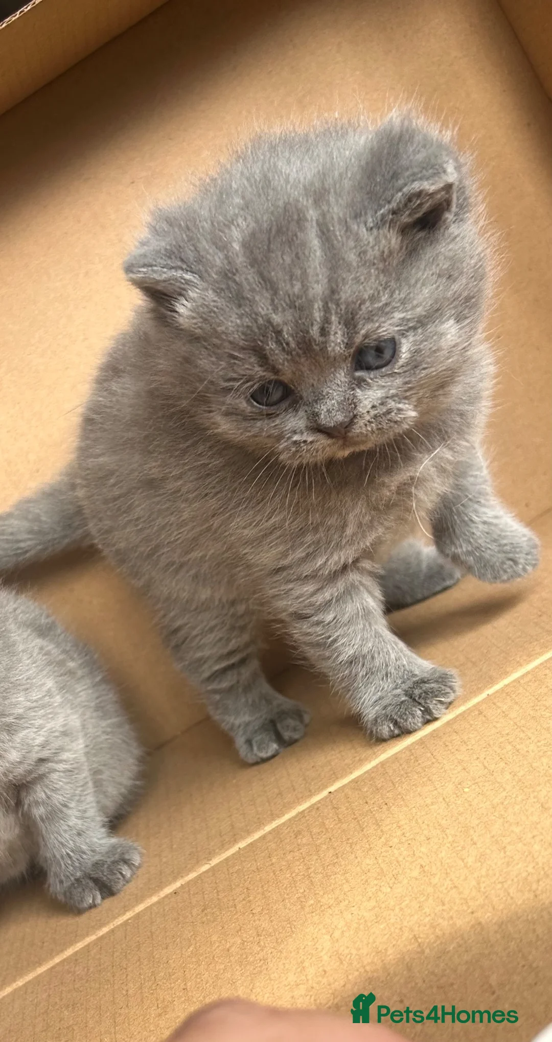 British Shorthair cats for stud: MALE LILAC STUD CAT💙 - Advert 2