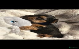 Yorkshire Terrier dogs for sale: Yorkshire terrier  - Advert 2