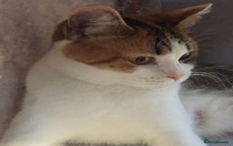 British Shorthair cats for sale: British short hair / Scottish fold  - Image 4