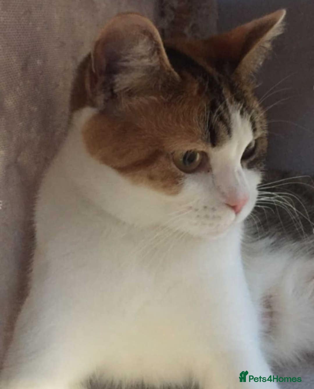 British Shorthair cats for sale: British short hair / Scottish fold  - Image 4