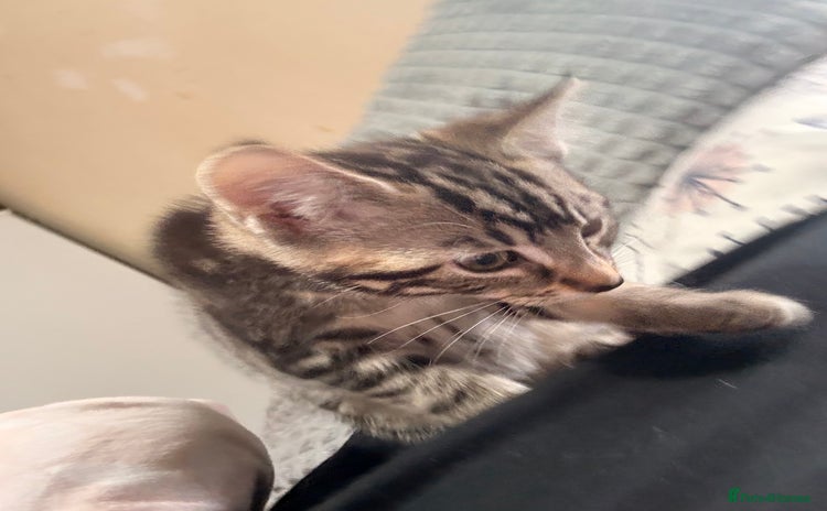Domestic Shorthair cats - Advert 5