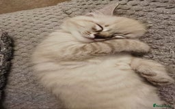 Mixed Breed cats for sale: Two beautiful kittens - Image 11