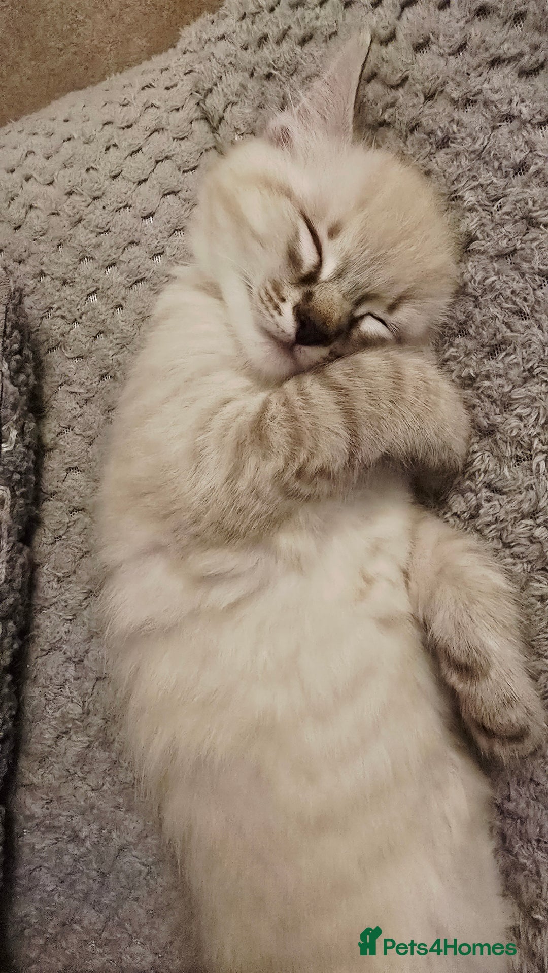 Mixed Breed cats for sale: Two beautiful kittens - Image 11