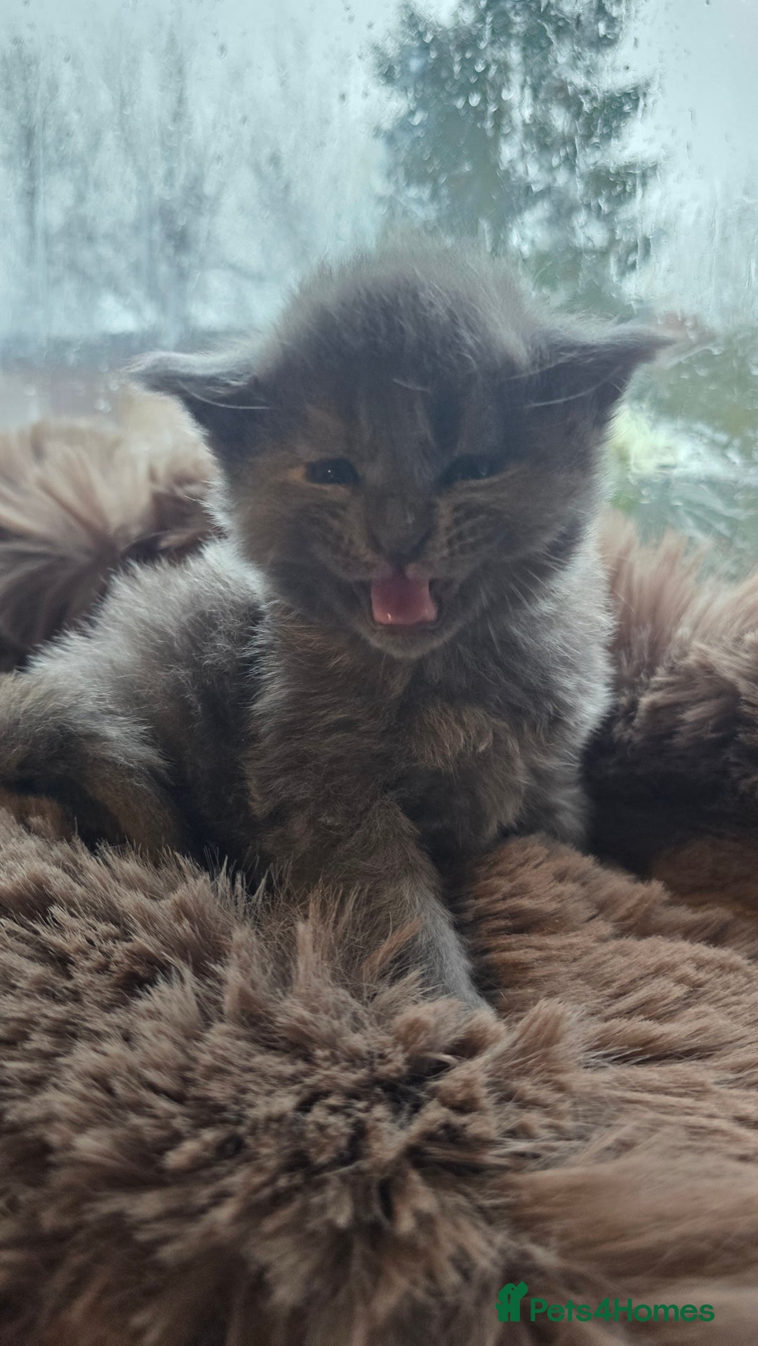 Maine Coon cats for sale: Stunning Mainecoons - Advert 13