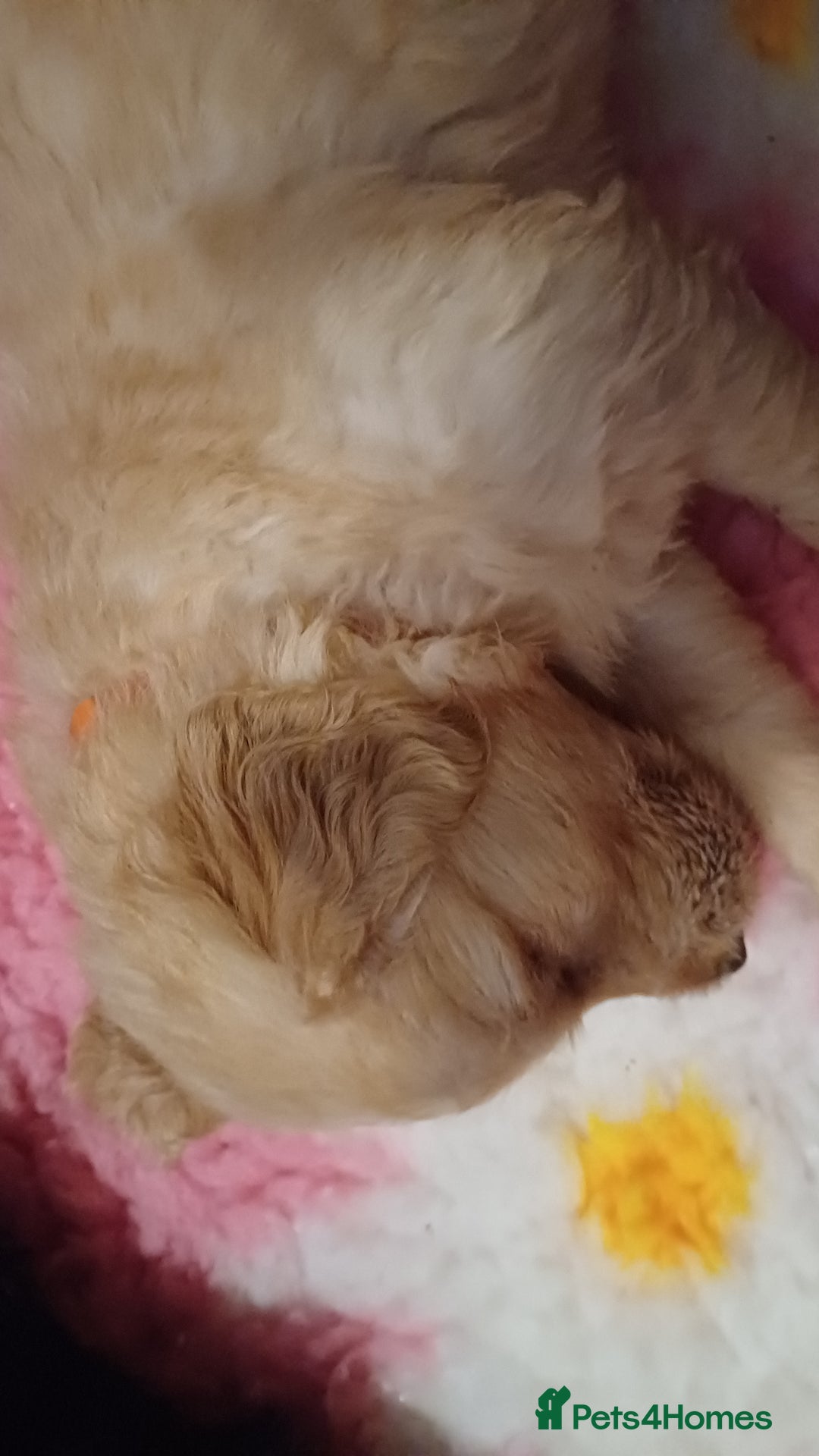 Goldendoodle dogs for sale: Goldendoodles. Family pets - Advert 31