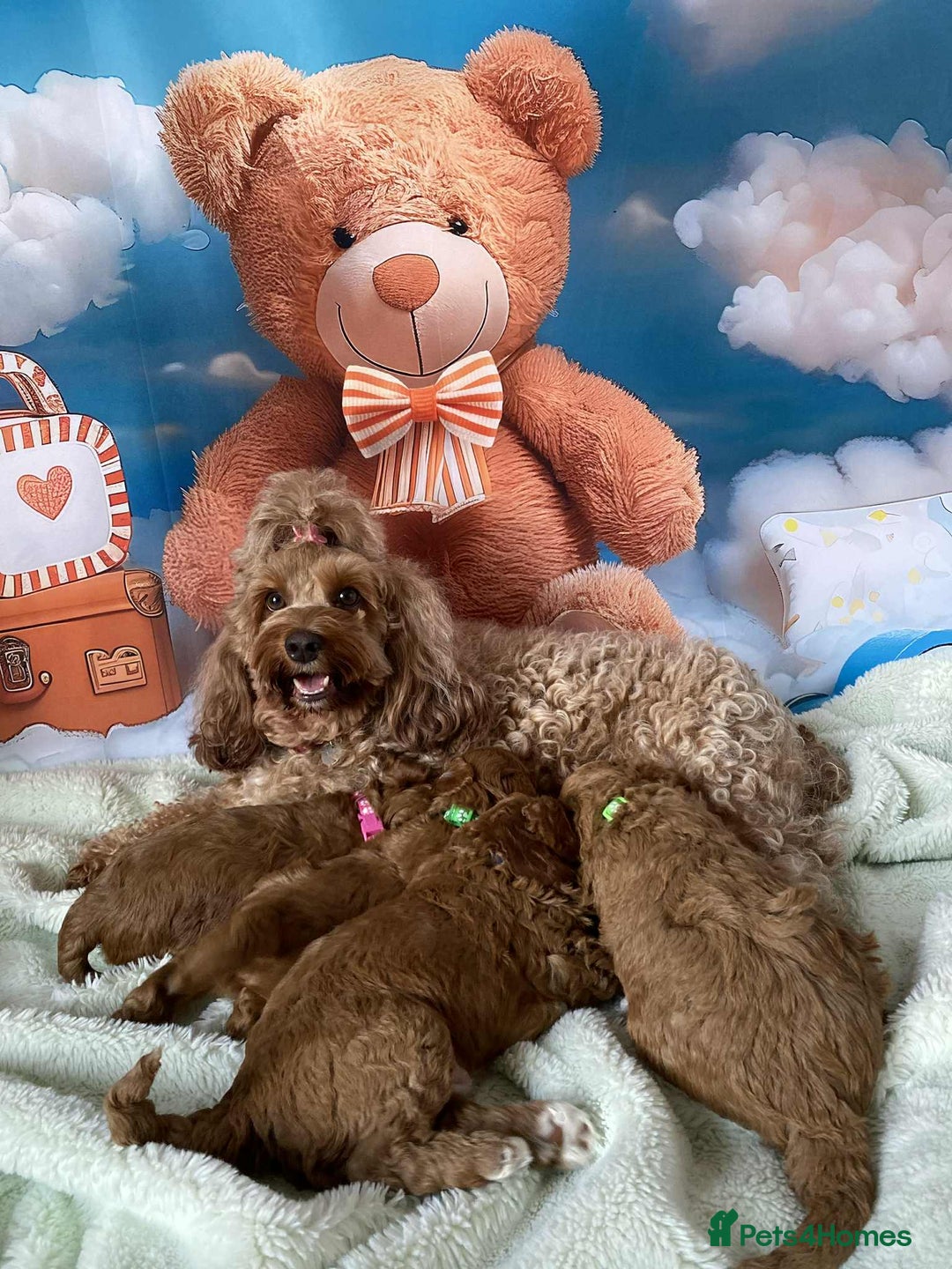 Cockapoo dogs for sale: Beautiful Cockapoo litter with Parents DNA  - Image 9