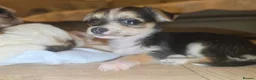 Chorkie dogs for sale:  **  Chorkie puppies in Towcester - Advert 10