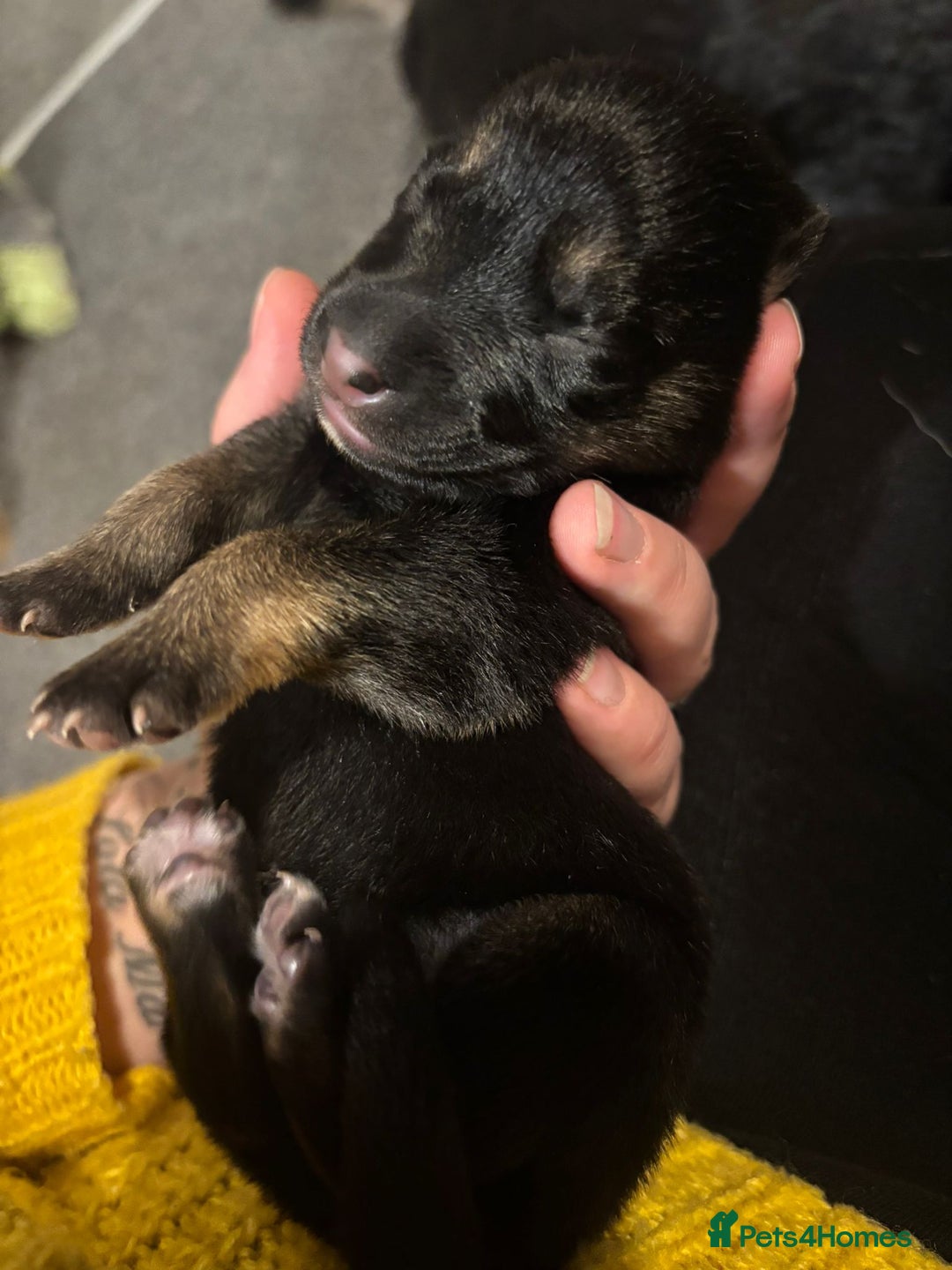 German Shepherd dogs for sale: German Shepherd Pups - Advert 6