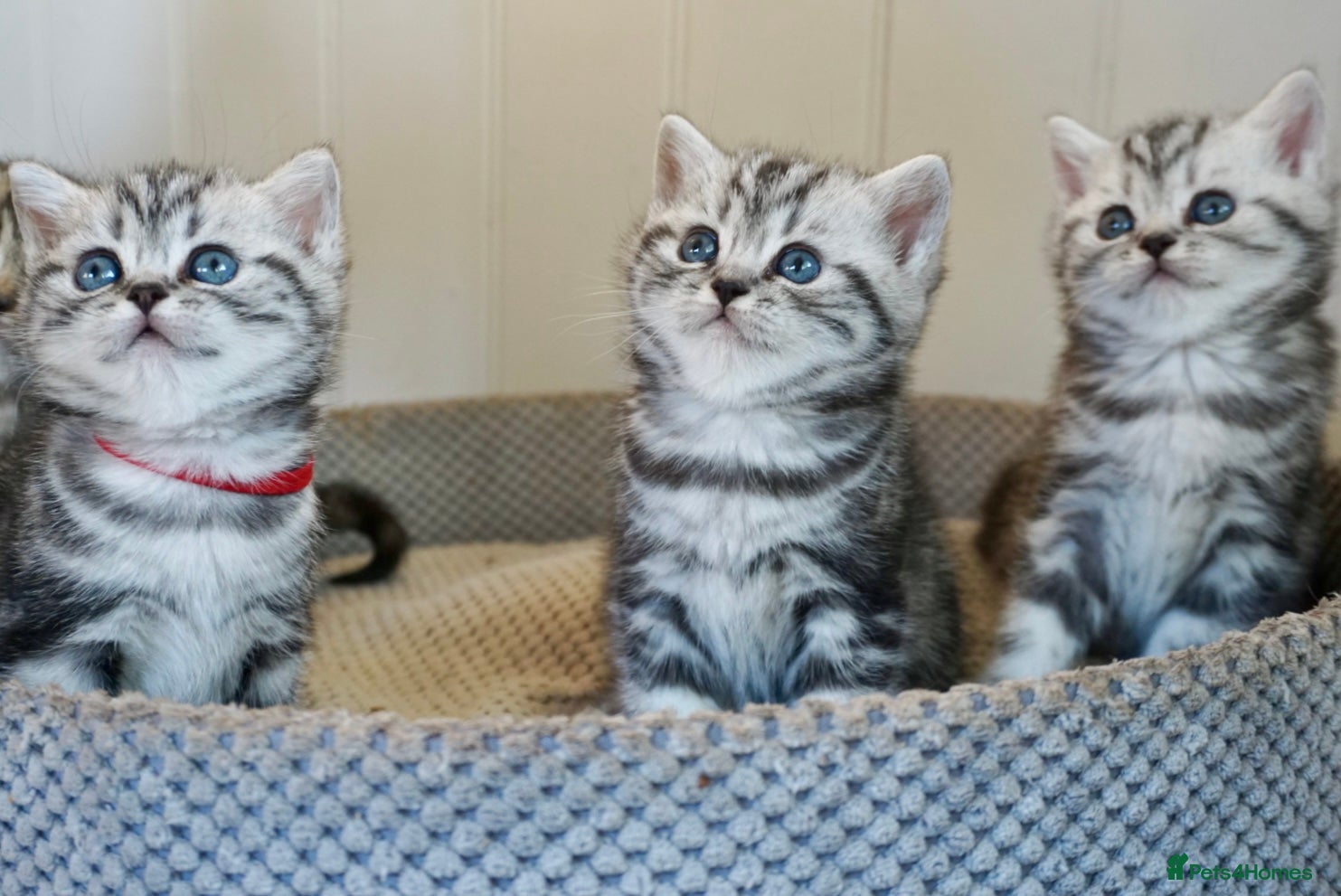 British Shorthair cats Top Show Quality kittens - Advert 1