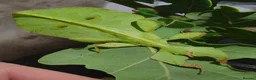 Beetles invertebrates for sale: Dicronorrhina derbyana blue beetles+other inverts - Advert 4