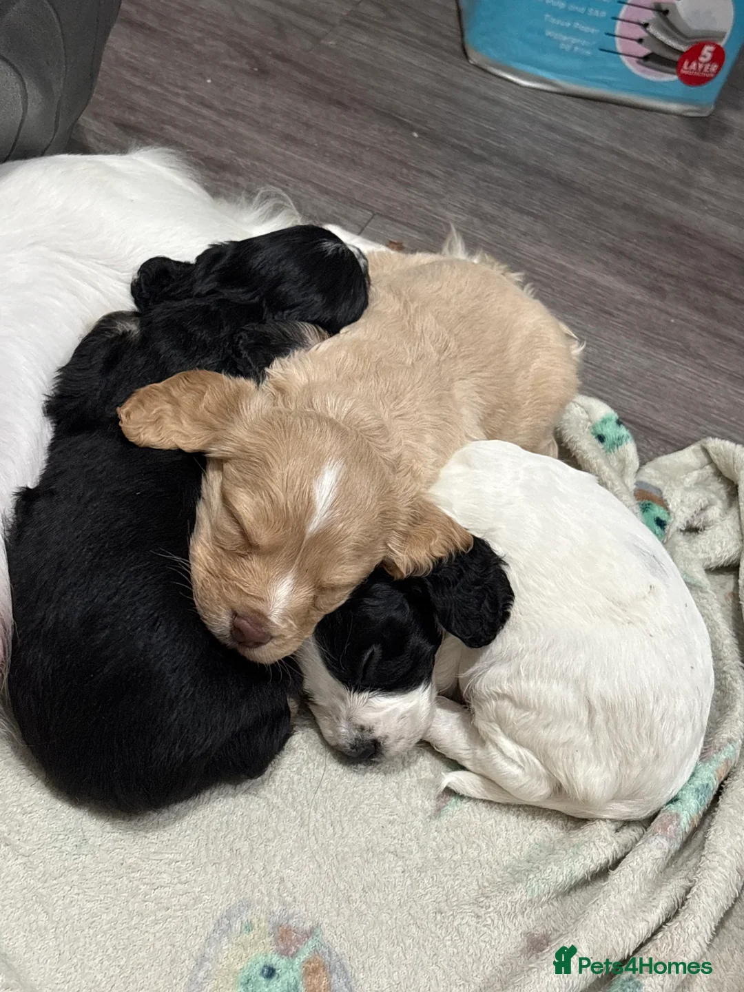 Cockapoo dogs for sale: Gorgeous F1B Cockapoo Puppies. Only One Puppy Left - Advert 4