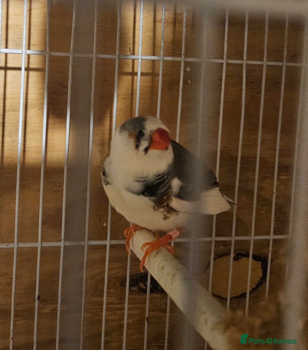 Finches birds for sale: Goldfinches, Bengalese finches & Zebra Finches - Advert 26