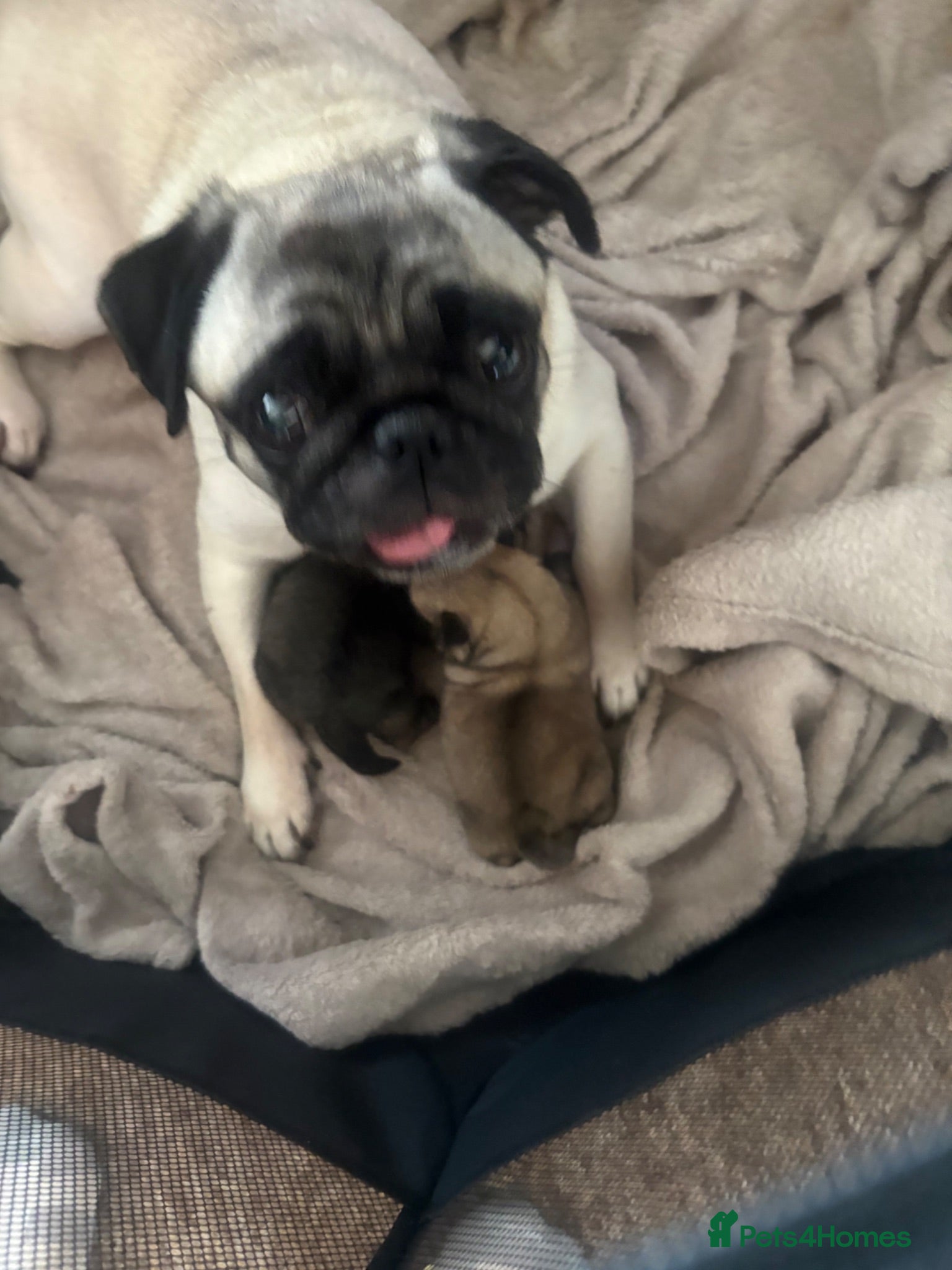 Mixed Breed dogs 2 pugs - Advert 18