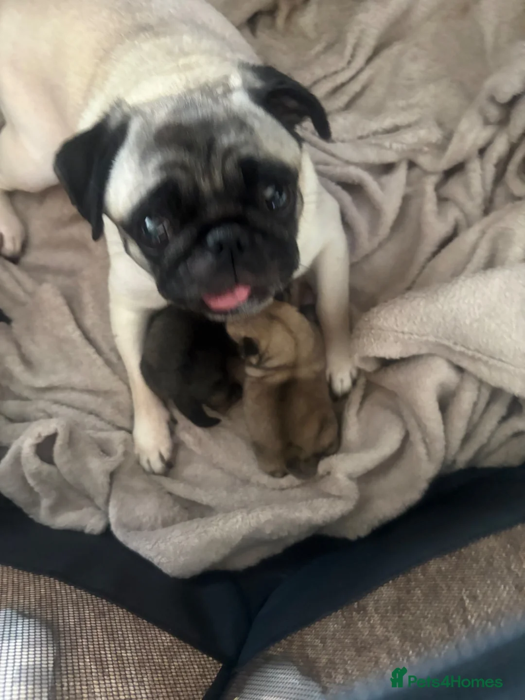 Mixed Breed dogs for sale: 2 pugs in Portsmouth - Advert 1