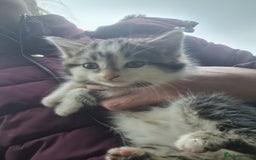 Mixed Breed cats for sale: Purrrfect kittens for sale - Advert 4