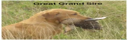Labrador Retriever dogs for sale: *READY NOW* Stunning KC girls, tested&many FTCH/Ws - Advert 31