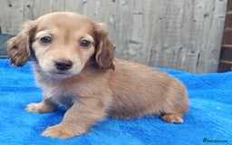 Miniature Dachshund dogs for sale: SHADED CREAM SUPER MINI DAXIS KC REG PRA CLR - Image 7