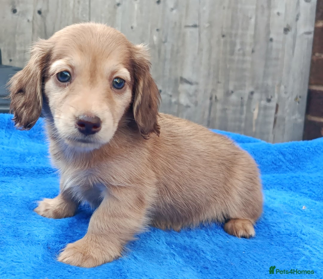Miniature Dachshund dogs for sale: SHADED CREAM SUPER MINI DAXIS KC REG PRA CLR - Image 7