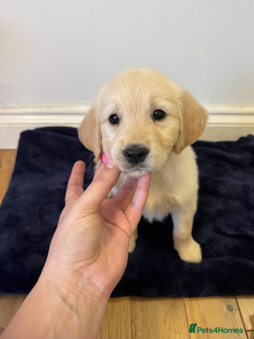 Golden Retriever dogs for sale: Perfect bundles of joy - Image 7