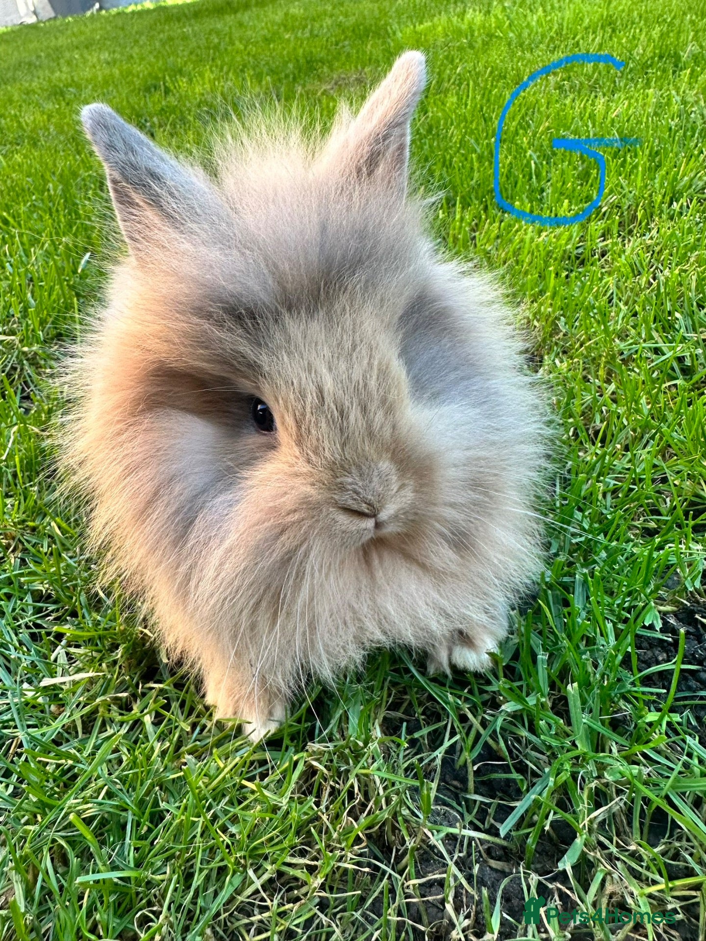 Lionhead rabbits Lionhead rabbits for sale  - Advert 1