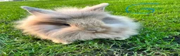 Lionhead rabbits for sale: Lionhead rabbits for sale  - Advert 1