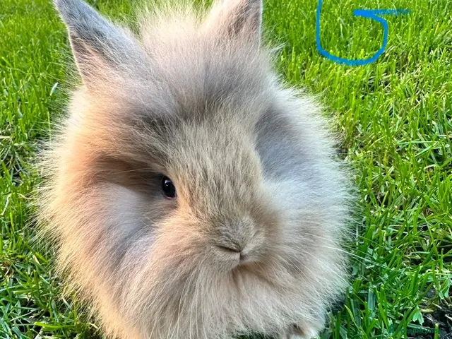 Lionhead rabbits Lionhead rabbits for sale - Advert 1