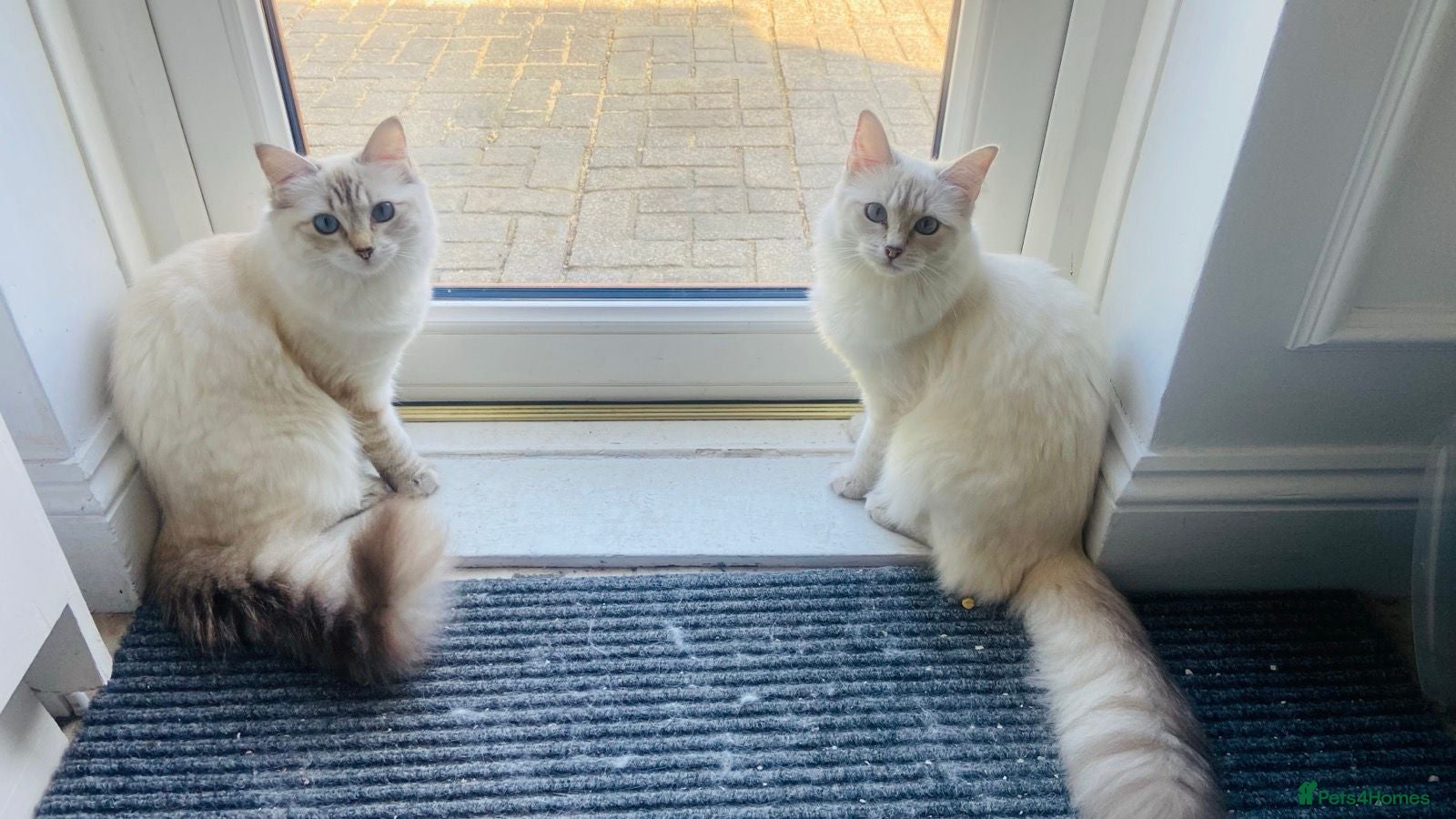Ragdoll cats  Beautiful Tica Active Registered Ragdoll Girls  - Advert 17