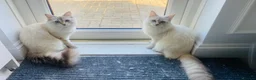 Ragdoll cats for sale:  Beautiful Tica Active Registered Ragdoll Girls  - Advert 6