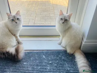 Ragdoll cats Beautiful Tica Active Registered Ragdoll Girls - Advert 1