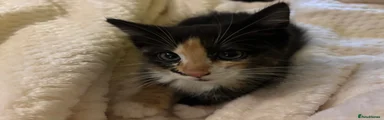 Stripe