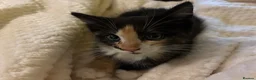 Ragdoll cats for sale: 🐾 Gorgeous Ragdoll Cross Kittens🐾 - Advert 4