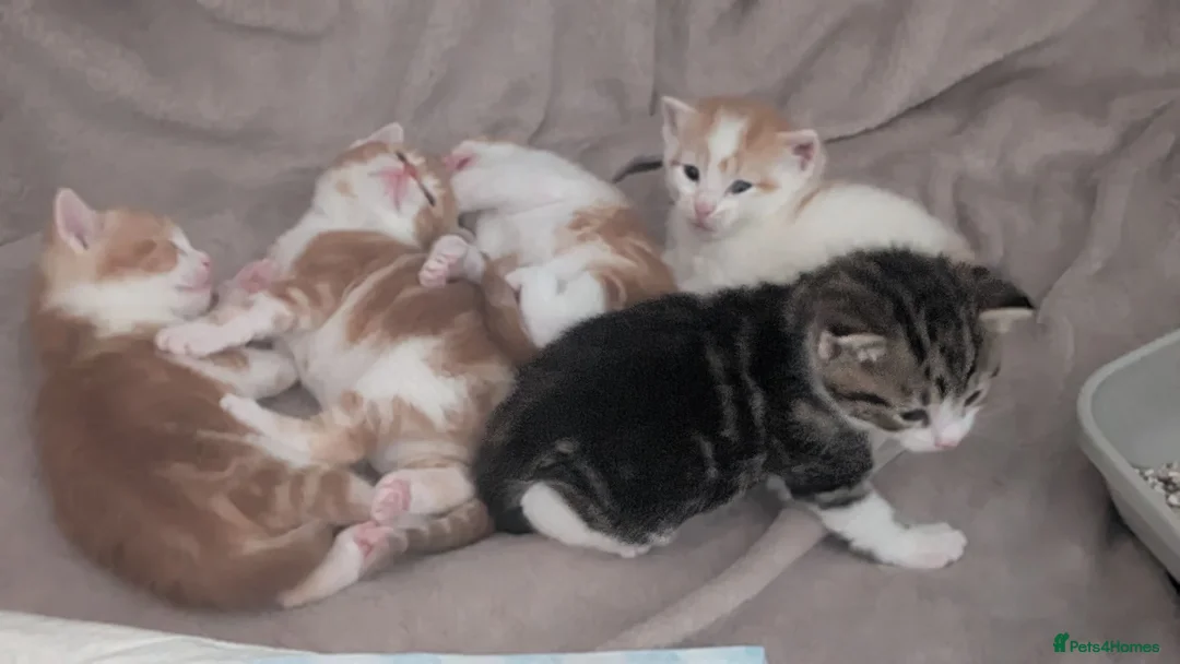 British Shorthair cats for sale: Beautiful happy and playful kittens  in Cwmbran - Advert 2