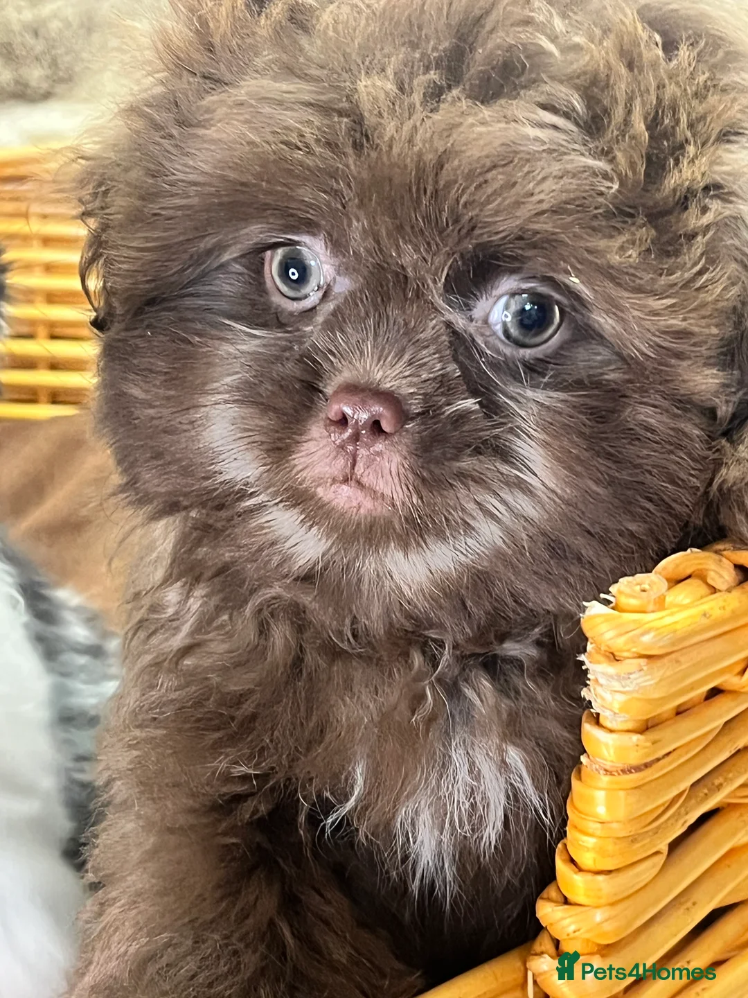 Shih Tzu dogs for sale: Fluffy Fluff Balls - Advert 2