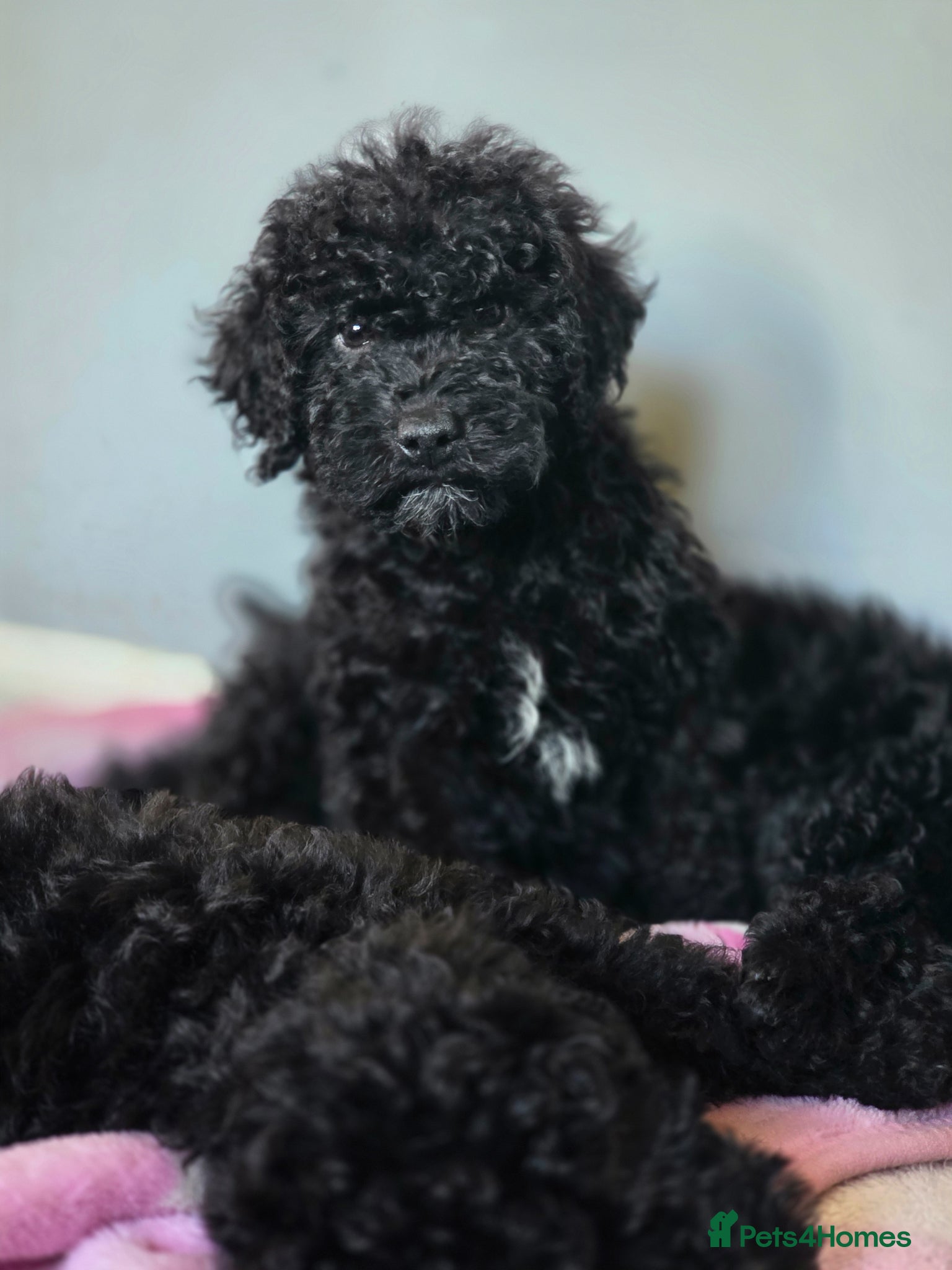 Labradoodle dogs 🐾 REDUCED Miniature Labradoodle x bedlington  - Advert 5