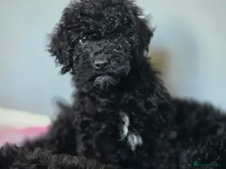 Labradoodle dogs 🐾 REDUCED Miniature Labradoodle x bedlington - Advert 2