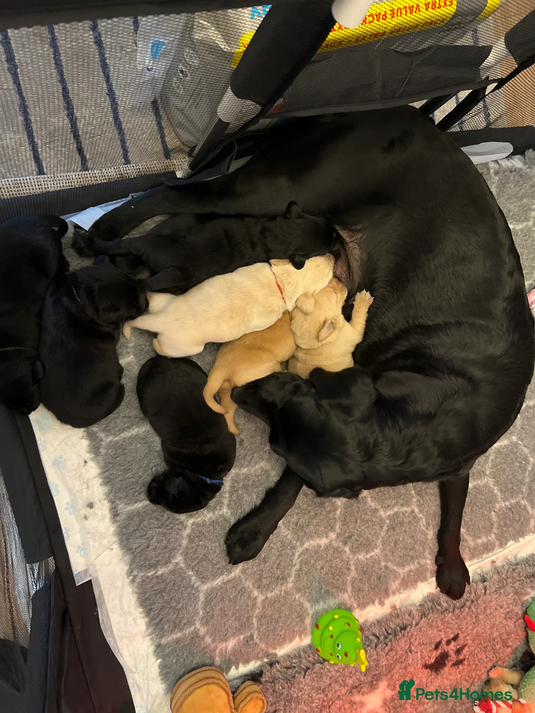 Labrador Retriever dogs for sale: Adorable Labrador  - Advert 2