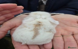 Mini Lop rabbits for sale: Stunning mini lop babies ready to secure  - Image 4