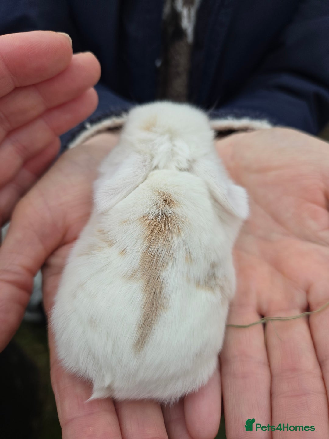 Mini Lop rabbits for sale: Stunning mini lop babies ready to secure  - Image 4