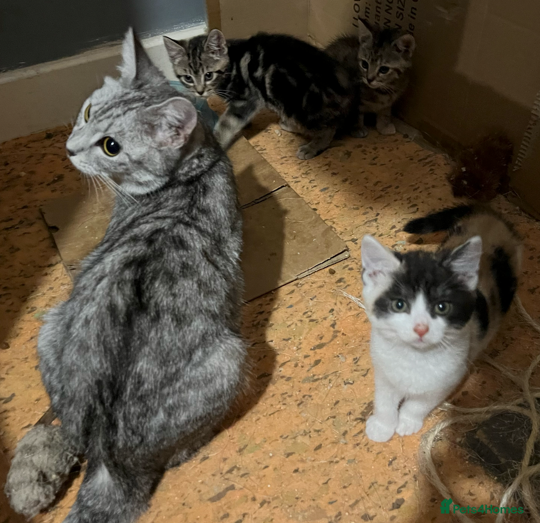 Domestic Shorthair cats for sale: 2 Male 1 Female Tabby Cats - Silver Tabby Mother - Image 14