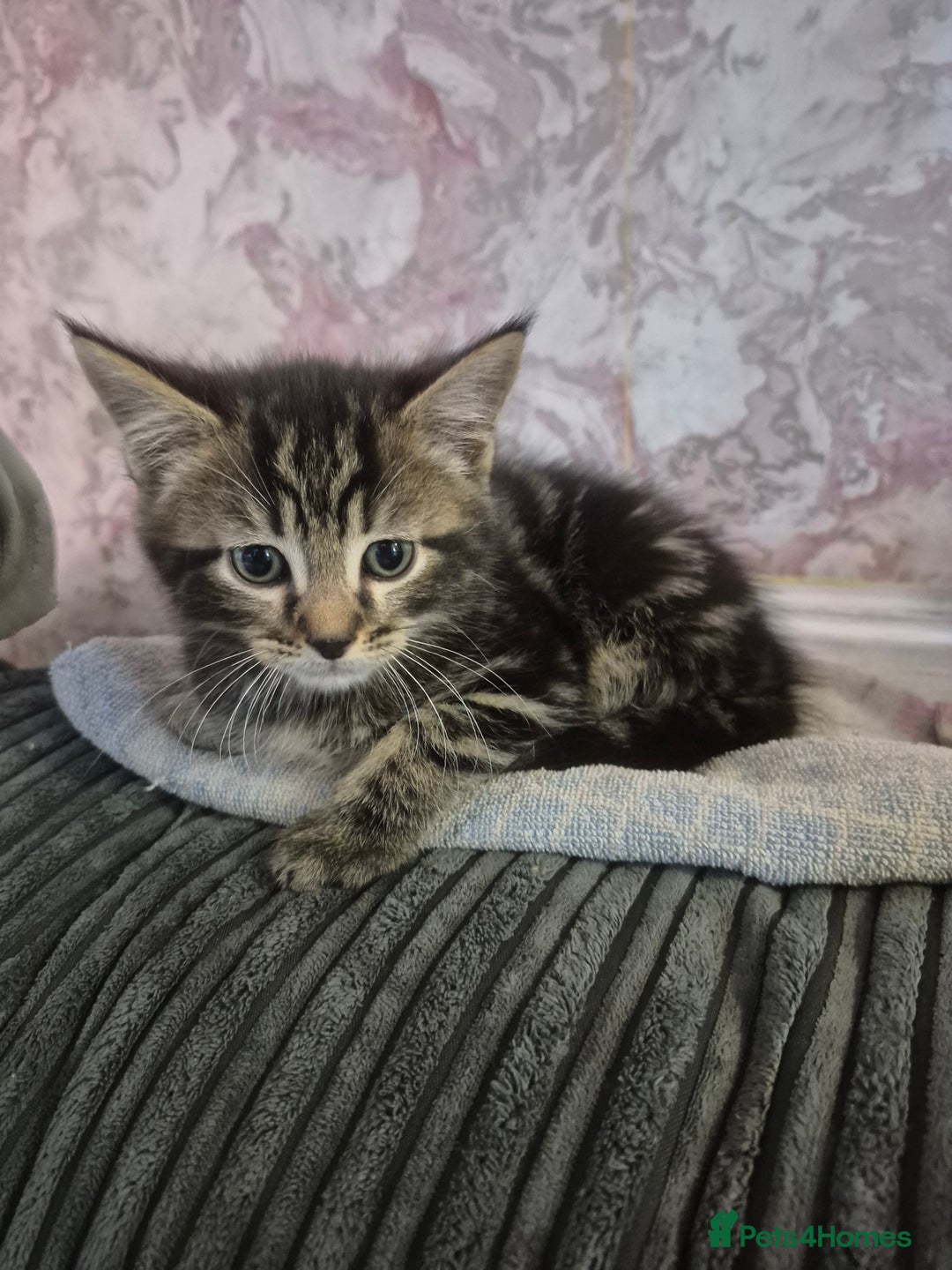 Maine Coon cats for sale: 💥💥 reduced 1 male left Mainecoon x domestic💥💥  - Advert 20