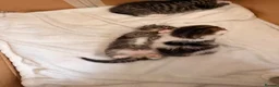 Siberian cats for sale: 3 kittens - 2 darker ones are boy white is girl  in Woodbridge - Advert 5