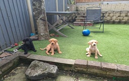 Labrador Retriever dogs for sale: Beautiful Labrador Puppies **READY NOW** - Image 3