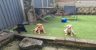 Labrador Retriever dogs - Advert 7