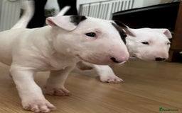 English Bull Terrier dogs for sale: English bull terierr puppies for sale  - Image 3
