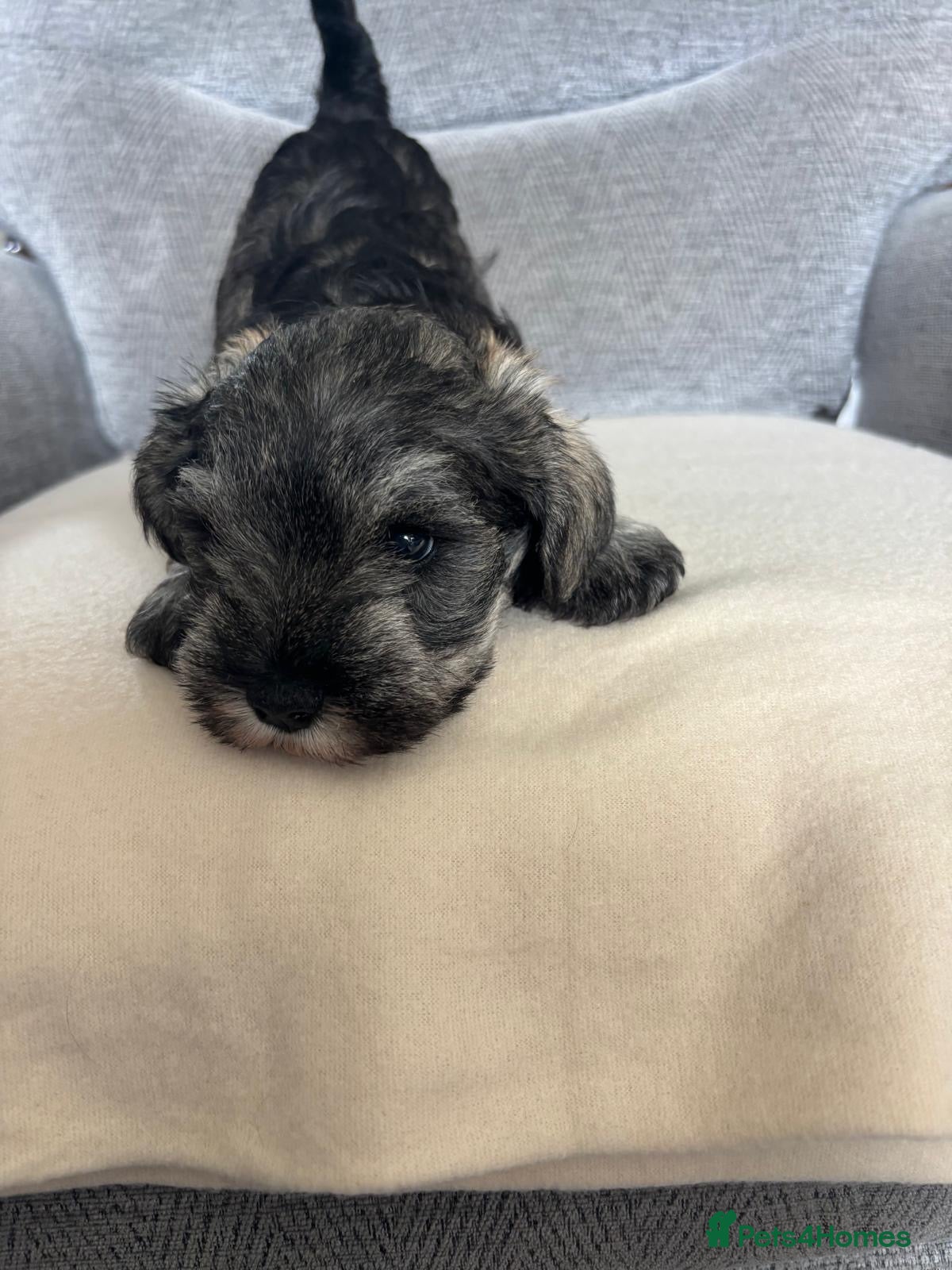 Miniature Schnauzer dogs for sale: Beautiful Miniature Schnauzers  - Advert 23