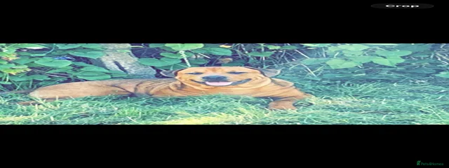 hooch