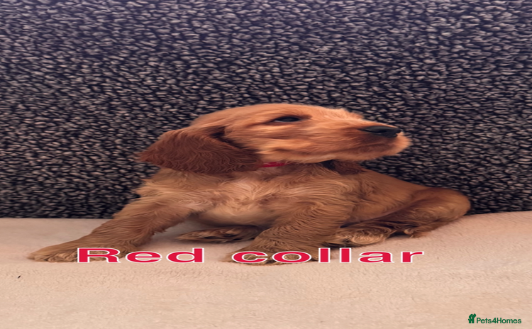 Cocker Spaniel dogs - Advert 4